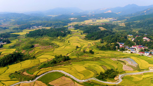 4K航拍金黄田园乡村20秒视频