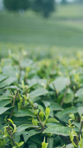 实拍茶园采茶的茶农老人手捧茶叶视频素材春茶节视频