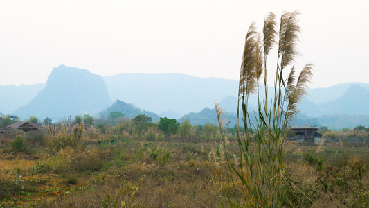 泰国山谷里风中飘荡的芦苇4K视频