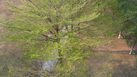 春天树木长出嫩叶航拍视频