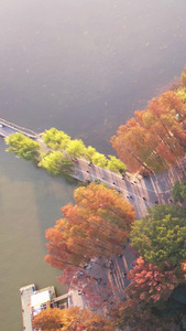 航拍城市秋色秋天季节自然风光公园绿道湖景素材季节素材视频