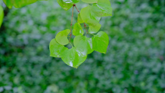 雨后在微风中摇晃的树叶视频