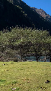 旅游景区四姑娘山双桥沟景点人参果坪视频合集大自然视频