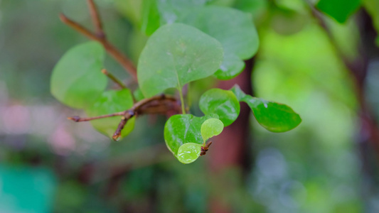 雨后在微风中摇晃的树叶视频