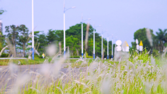 城市公路飘扬草丛特写视频