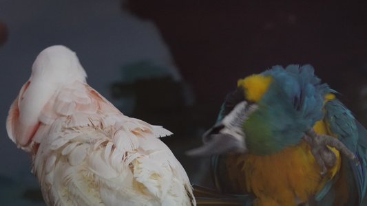 两只鹦鹉嬉戏鸟类漂亮羽毛  北京动物园 4A级景区视频