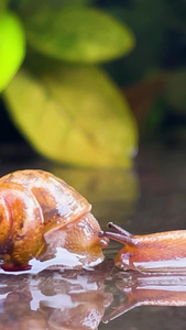 实拍雨后爬行的蜗牛软体动物视频