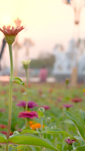 高清实拍公园晚霞中的花儿视频