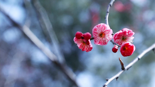 唯美小清新鲜花腊梅视频