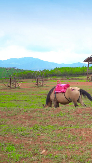 寻甸大草原马在悠闲吃草30秒视频