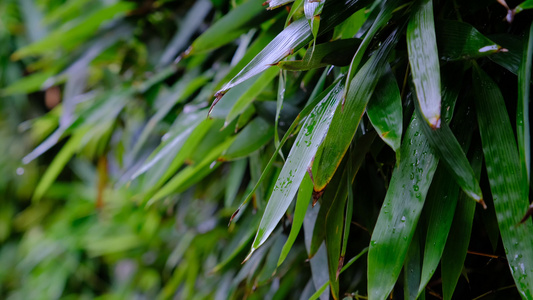 雨后在微风中摇晃的竹叶视频