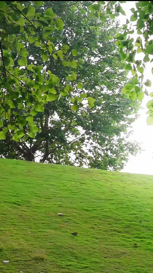 夏日阳光穿过树叶空镜 朦胧美景阳光洒下29秒视频