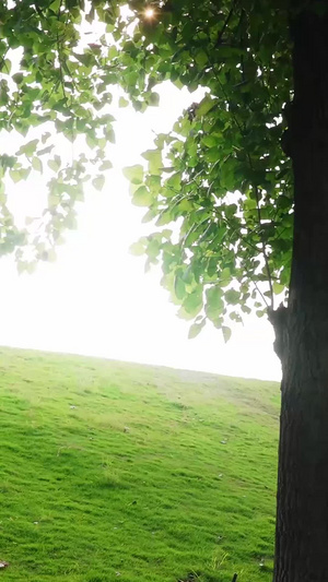 夏日阳光穿过树叶空镜 朦胧美景自然风光29秒视频