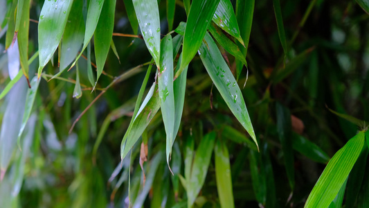 雨后在微风中摇晃的竹叶视频