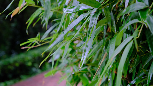 雨后在微风中摇晃的竹叶视频