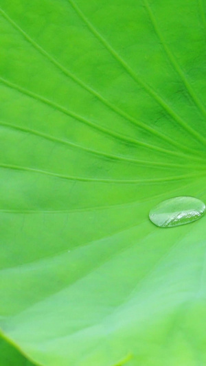 荷叶上的水珠生机勃勃30秒视频