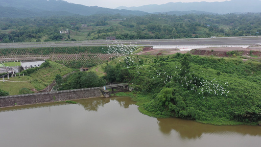 江南水乡白鹭栖息地视频