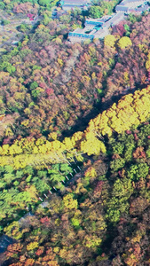 航拍美龄宫中山陵风景区秋天景色钟山风景区视频