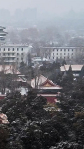 北京寿皇殿公园下雪雪雪景视频