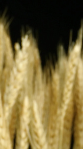麦穗小麦小麦种子粮食五谷庄稼农作物视频