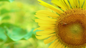 蜜蜂在向日葵花里采蜜17秒视频