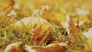 深秋落满树叶的地面22秒视频