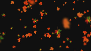 枫叶下落视频元素素材15秒视频