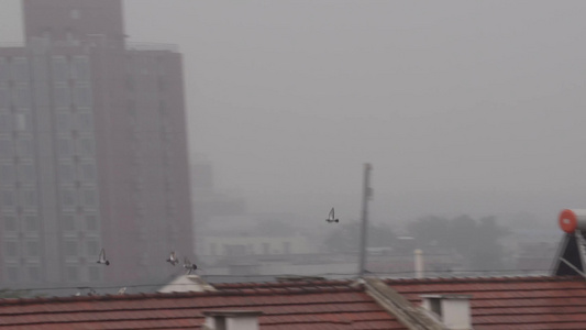 阴天城市上空鸽子和平鸽视频