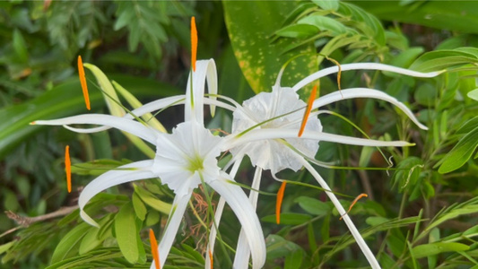 风中摇曳的花朵视频