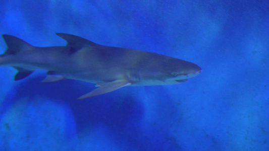 大白鲨危险深海鲨鱼视频
