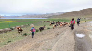 西藏牧民放牧实拍实拍34秒视频