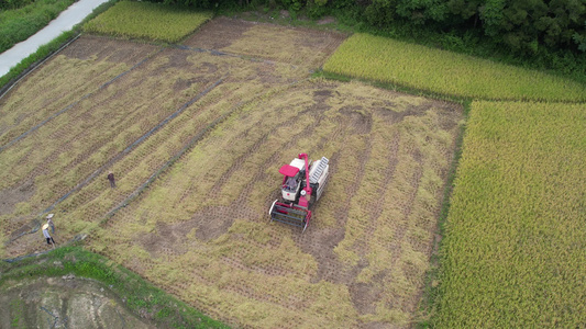 稻田机械化收割航拍视频