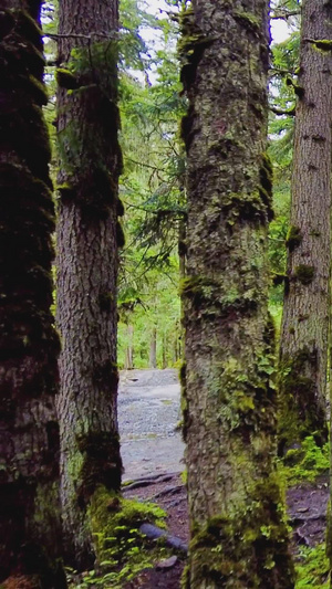 森林间户外徒步走路柳暗花明65秒视频