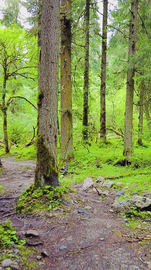 森林间户外徒步走路柳暗花明65秒视频