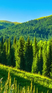 山脉森林光影延时青山绿水视频