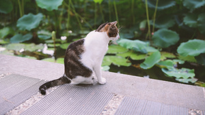 4K荷塘边的流浪猫25秒视频