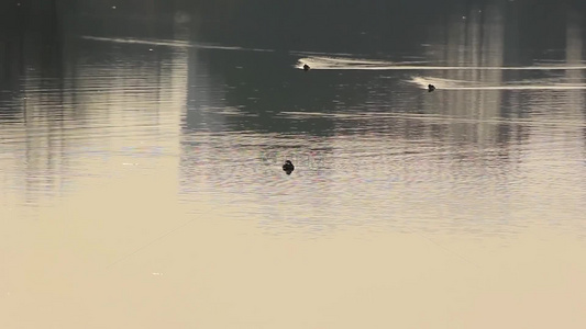 阳光反射下的湖面的几只小鸭子视频