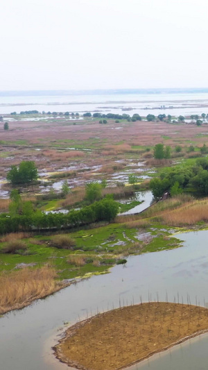 航拍5A景区洪泽湖湿地自然保护区景点水生植物园视频旅游景点50秒视频