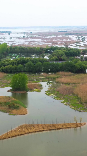 航拍5A景区洪泽湖湿地自然保护区景点水生植物园视频旅游目的地50秒视频