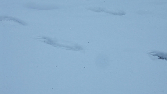 冬天雪地里的脚印视频