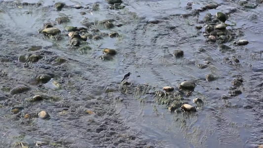 白鹡鸰水鸟在水中觅食的场景视频