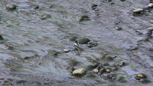 白鹡鸰水鸟在水中觅食的场景视频