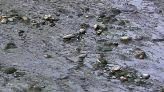 白鹡鸰水鸟在水中觅食的场景视频