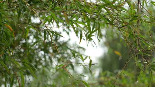 雨中的竹林实拍视频