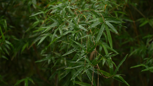 雨中的竹林实拍视频