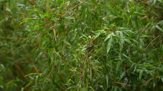 雨中的竹林实拍视频