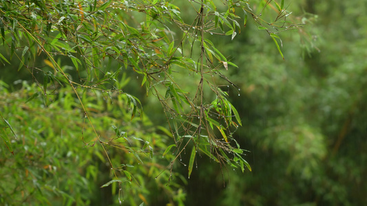 雨中的竹林实拍视频