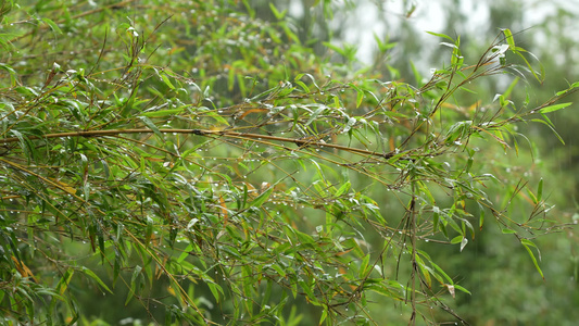 雨中的竹林实拍视频