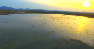 夕阳中飞翔的鸟群23秒视频