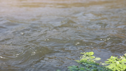 森林山泉溪水河流视频